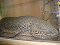 肺魚写真