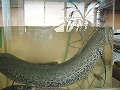 肺魚写真