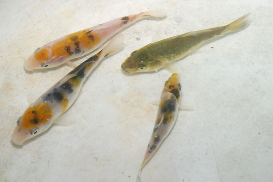 錦鯉飼育日記 日々の記録 2006年5月1日-2006年7月31日分【錦鯉