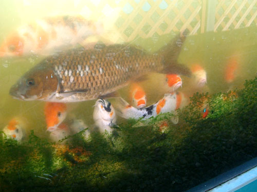 錦鯉飼育日記 日々の記録 2006年5月1日-2006年7月31日分【錦鯉