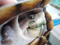 カブトニオイガメ 冬眠明け