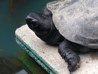クサガメ オス 黒色 2015