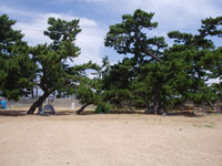 三重 鼓ヶ浦海水浴場 入り口 松林 2017