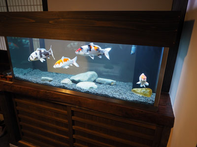 錦鯉 飼育 水槽 120cm