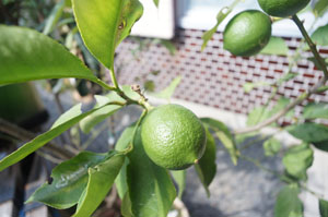 SONY NEX-C3 Kaxinda 14mm F3.5 若いレモン