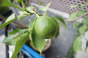 SONY NEX-C3 Kaxinda 14mm F3.5 若いレモン 接写