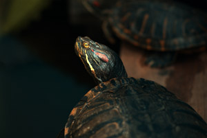 ミドリガメ Nikon D200 Nikon NIKKOR-P Auto 105mm F2.5 Ai改 開放撮影