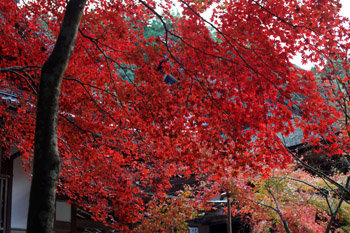 SONY NEX-7 Lens Turbo II MINOLTA MD ROKKOR 50mm F1.4 滋賀県 湖東三山 西明寺 本堂前