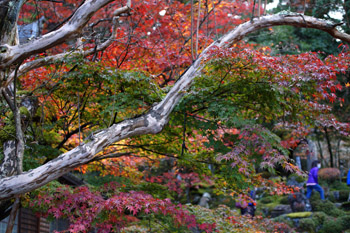 SONY NEX-7 Lens Turbo II MINOLTA MD ROKKOR 50mm F1.4 滋賀県 湖東三山 西明寺 庭園