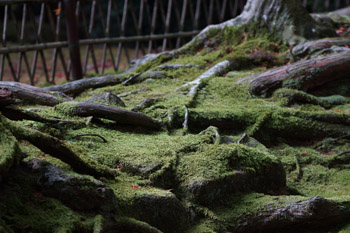 SONY NEX-7 Lens Turbo II MINOLTA MC TELE ROKKOR-PF 135mm F2.8 前期型 滋賀県 湖東三山 西明寺 参道 苔