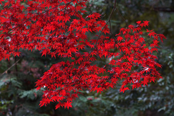 SONY NEX-7 Lens Turbo II MINOLTA MC TELE ROKKOR-PF 135mm F2.8 前期型 滋賀県 湖東三山 西明寺 参道 カエデ