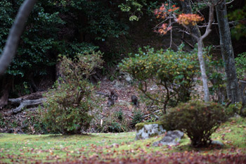 SONY NEX-7 Lens Turbo II MINOLTA MC TELE ROKKOR-PF 135mm F2.8 前期型 滋賀県 湖東三山 西明寺 参道 野生 ニホンザル