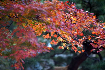 SONY NEX-7 Lens Turbo II MINOLTA MC TELE ROKKOR-PF 135mm F2.8 前期型 彦根城 紅葉