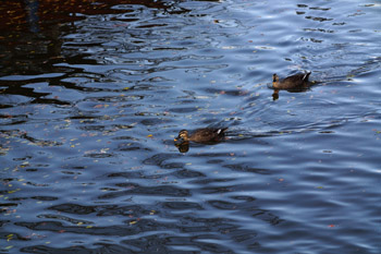 SONY NEX-7 Lens Turbo II MINOLTA MC TELE ROKKOR-PF 135mm F2.8 前期型 彦根城 お堀の鴨